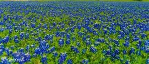 Field of blue wildflowers in bloom